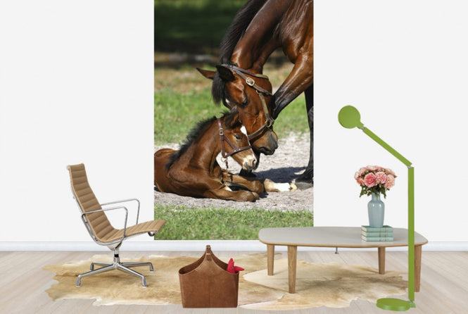PHOTOWALL / Thoroughbred Horses Cuddling (e29756)