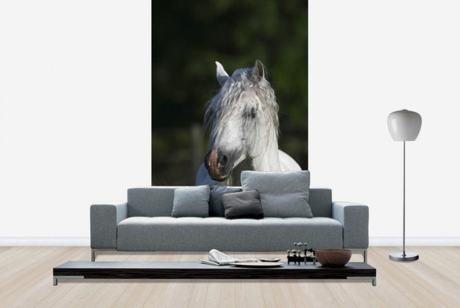 PHOTOWALL / Welsh Pony Close up (e29761)