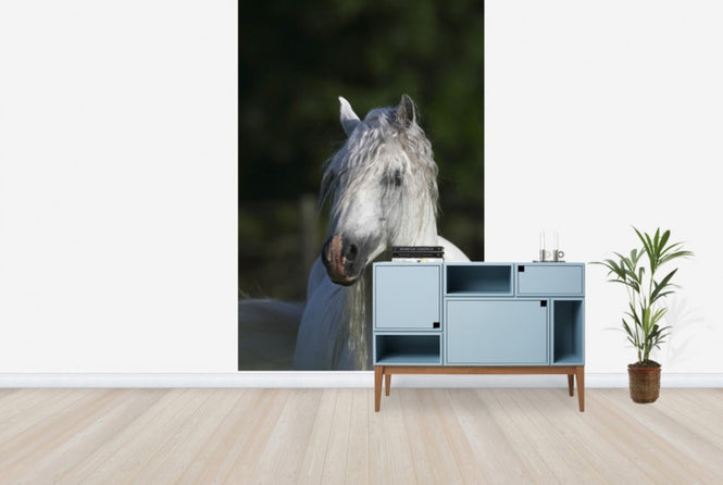 PHOTOWALL / Welsh Pony Close up (e29761)