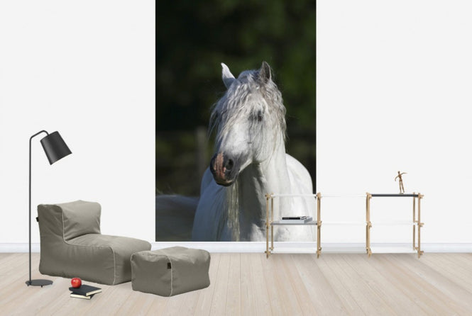 PHOTOWALL / Welsh Pony Close up (e29761)