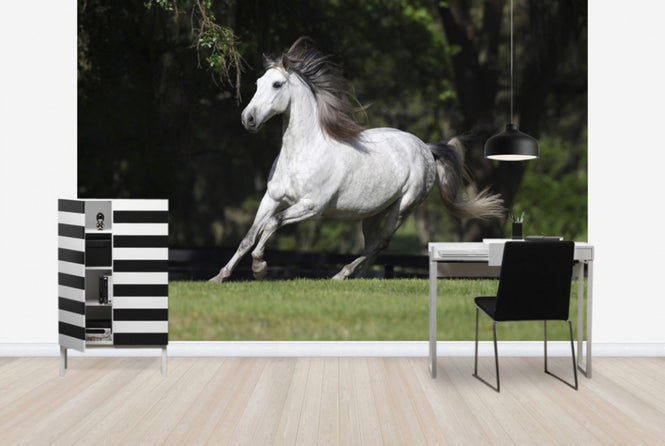 PHOTOWALL / White Andalusian (e29764)