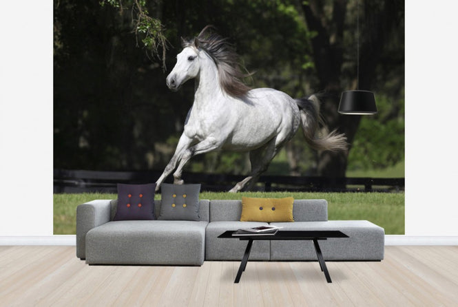 PHOTOWALL / White Andalusian (e29764)