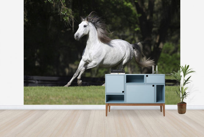 PHOTOWALL / White Andalusian (e29764)