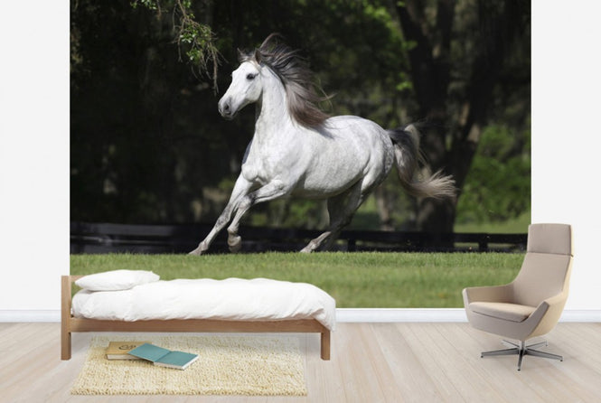 PHOTOWALL / White Andalusian (e29764)
