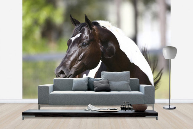 PHOTOWALL / White and Brown Horse (e29824)