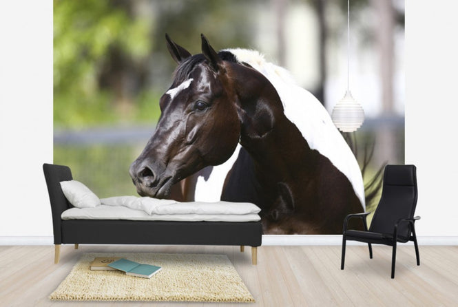 PHOTOWALL / White and Brown Horse (e29824)