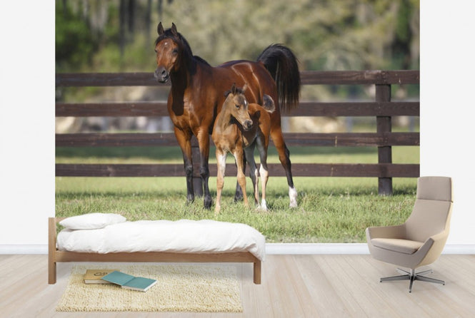 PHOTOWALL / Chestnut Hennessy Arabian with Foal (e29841)
