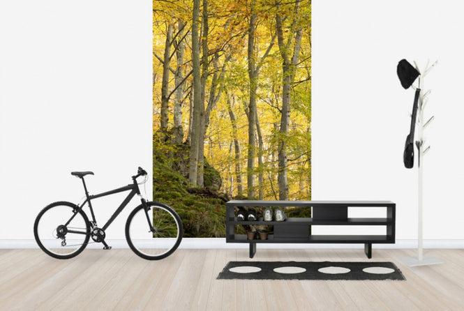PHOTOWALL / Autumn Aspen Tree (e40484)