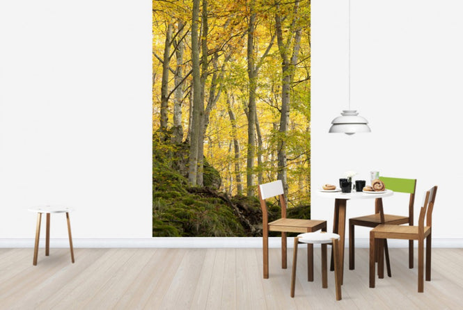 PHOTOWALL / Autumn Aspen Tree (e40484)