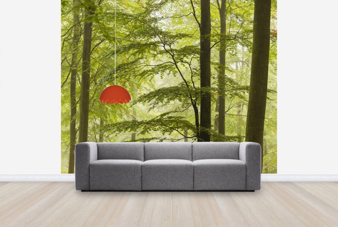 PHOTOWALL / Beech Forest in Torup, Sweden II (e40493)