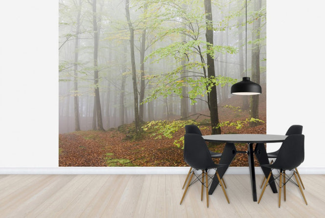 PHOTOWALL / Clowing Hallar Beech Forest, Sweden I, Europe (e40494)