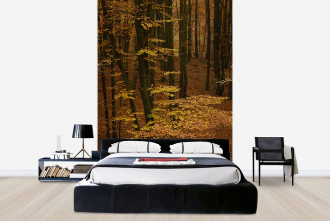 PHOTOWALL / Autumn Forest (e40498)