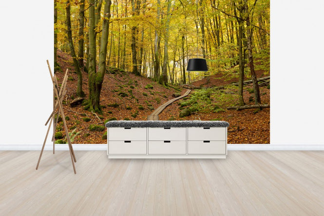 PHOTOWALL / Soderasen Beech Wood, Sweden, Europe (e40746)