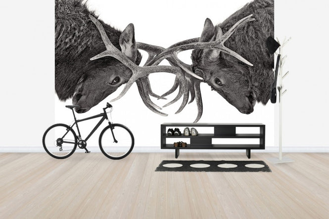 PHOTOWALL / Eye to Eye - Elk fight, black and white (e30605)