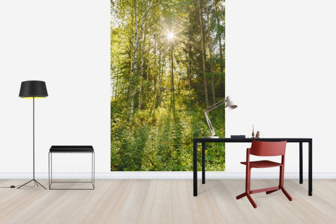 PHOTOWALL / Sunlit Deciduous Trees, Finland (e30841)