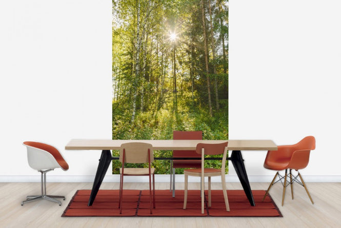 PHOTOWALL / Sunlit Deciduous Trees, Finland (e30841)