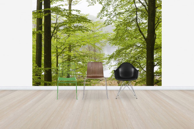 PHOTOWALL / Beech Forest at the Water (e41140)