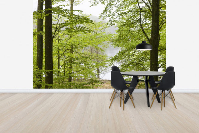 PHOTOWALL / Beech Forest at the Water (e41140)