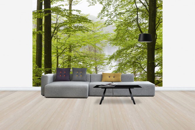 PHOTOWALL / Beech Forest at the Water (e41140)