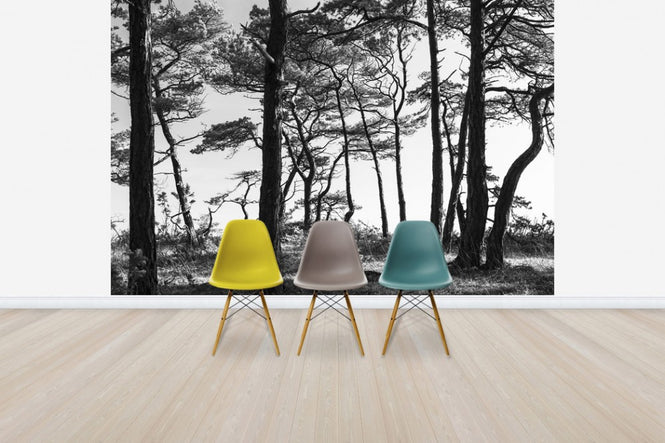 PHOTOWALL / Black Pine Forest, black and white (e41142)