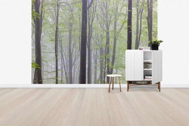 PHOTOWALL / Misty Beech Forest (e41156)