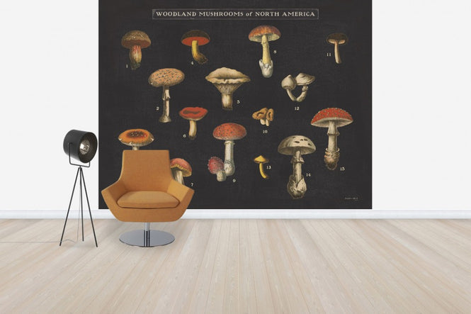 PHOTOWALL / Mushroom Chart I (e50234)