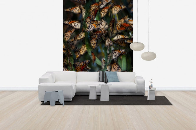 PHOTOWALL / Monarch Butterflies Roosting, California (e31116)