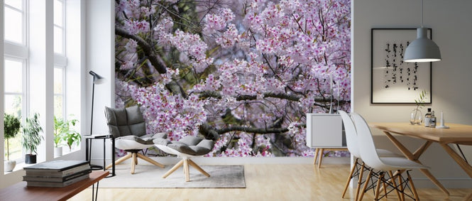 PHOTOWALL / Cherry Blossoms (e310252)