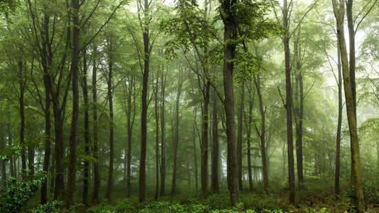 PHOTOWALL / Forest (e311024)