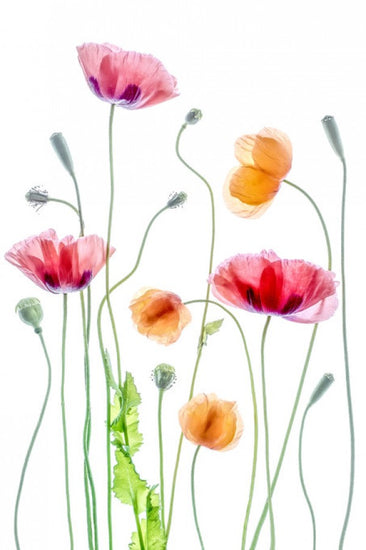 PHOTOWALL / Poppies (e311048)