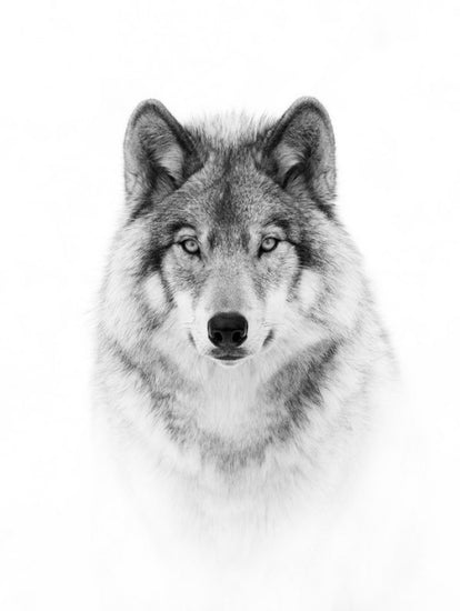 PHOTOWALL / Portrait of a Timber Wolf (e311064)