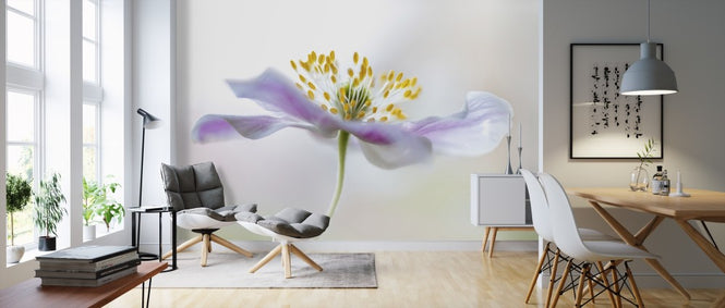 PHOTOWALL / Wood Anemone (e311088)