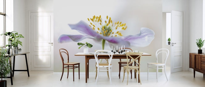 PHOTOWALL / Wood Anemone (e311088)