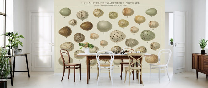 PHOTOWALL / Song Bird Egg Chart v2 (e311223)