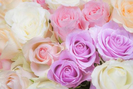 PHOTOWALL / Colorful Roses (e313226)