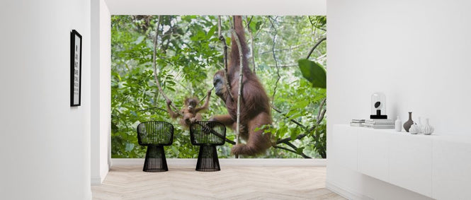 PHOTOWALL / Mother and Baby Orangutan (e314299)