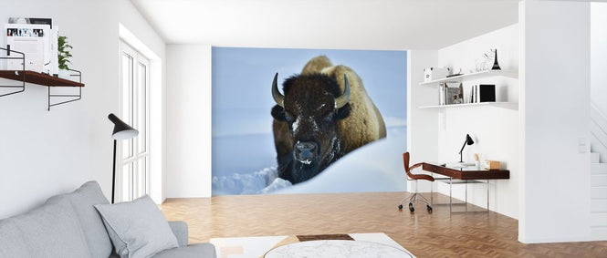 PHOTOWALL / Winter Bison (e315296)