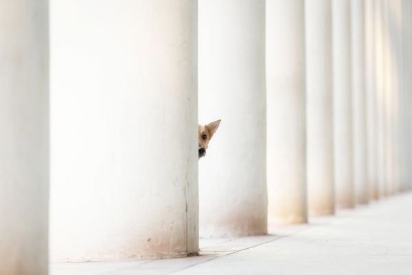 Zoom