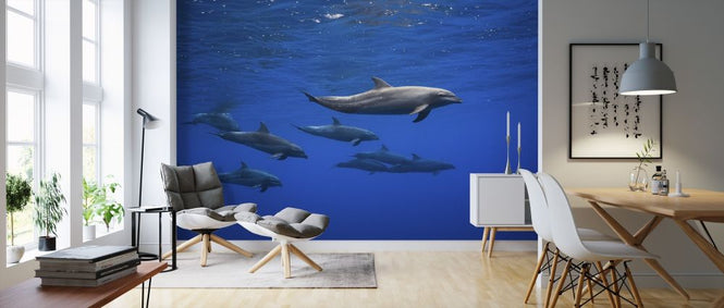 PHOTOWALL / Dolphins (e315345)