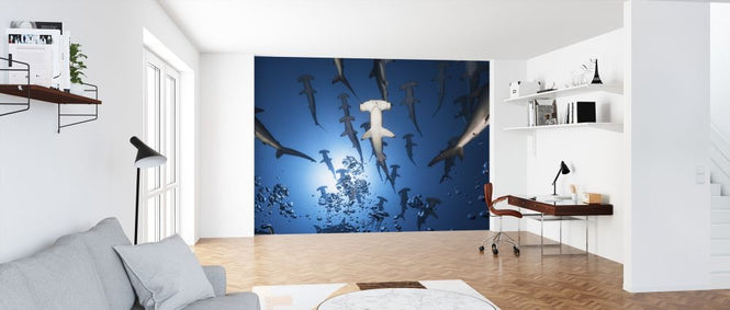 PHOTOWALL / Hammerhead Shark (e315416)