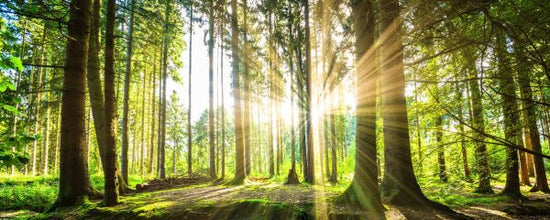 PHOTOWALL / Forest with Sun (e315802)