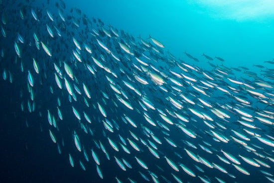 PHOTOWALL / School of Sardines (e315847)