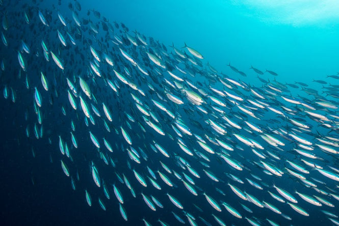 PHOTOWALL / School of Sardines (e315847)