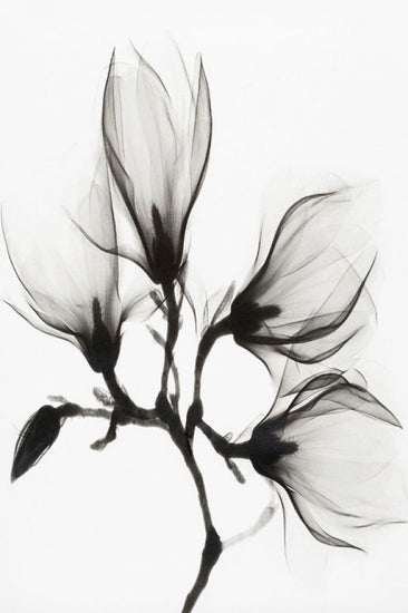 PHOTOWALL / Magnolia (e316000)