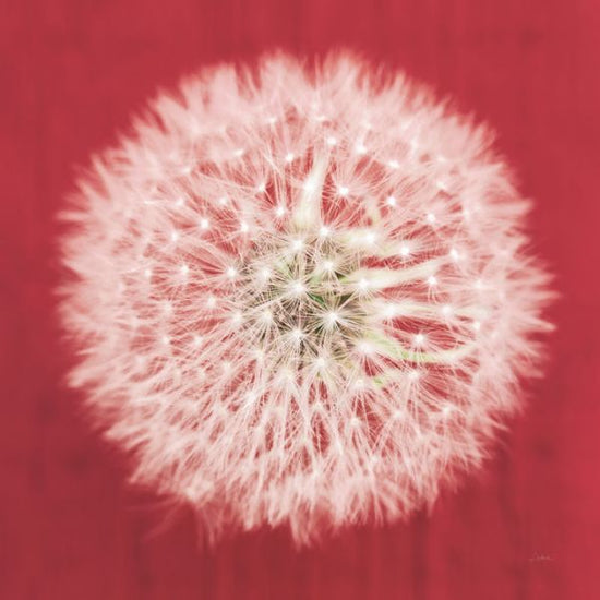 PHOTOWALL / Dandelion on Red (e316198)