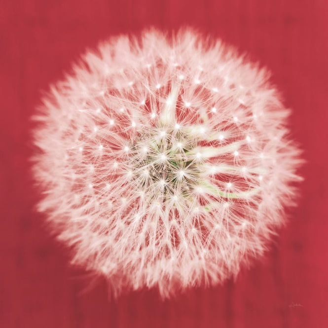 PHOTOWALL / Dandelion on Red (e316198)