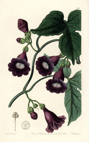 PHOTOWALL / Royal Purple Gaybine (e317040)