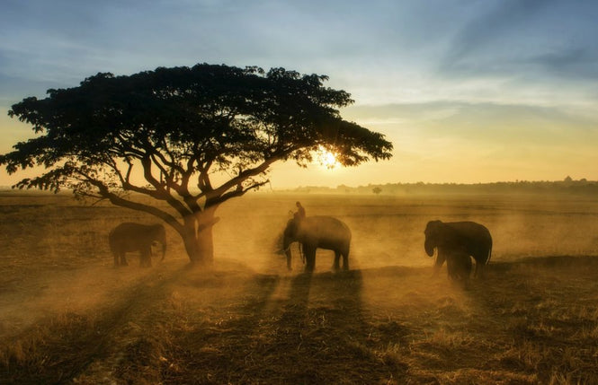 PHOTOWALL / Morning Elephant Home Town (e317778)