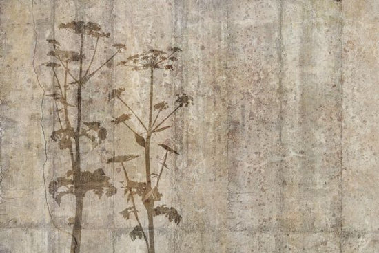 PHOTOWALL / Giant Hogweed with Concrete Wall (e318483)