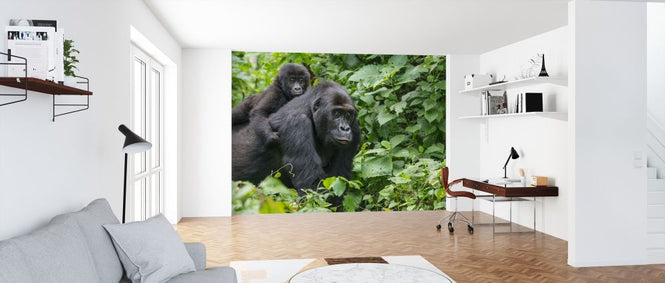 PHOTOWALL / Gorilla Baby and Mother (e317856)